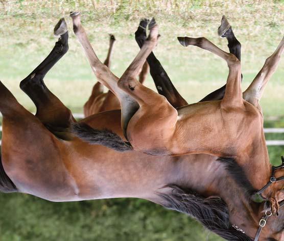 Global Benefit sto 13 juni 2017 RIVERFEST född 2009, (2 avk 2016-2017) 2016 Global Attraction sto (e. Yankee Glide) 2017 Global Benefit sto (e. Donato Hanover) Global Benefit Donato Hanover 1.