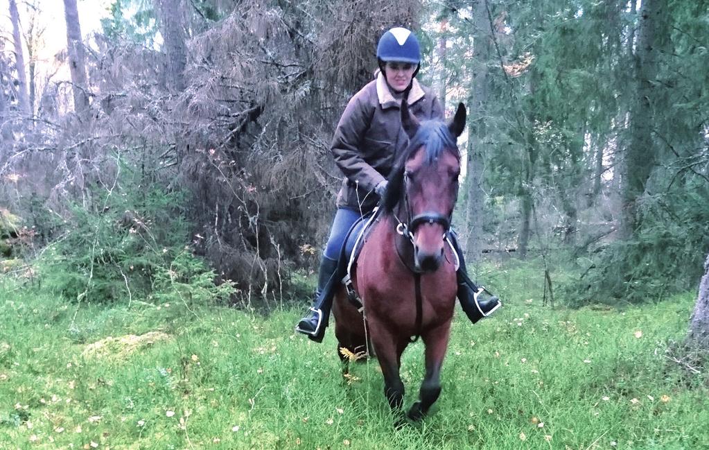 Hästens betydelse i Sverige Under de senaste 30 åren har antalet hästar i Sverige nästan femdubblats. Nu finns ca 360 000 hästar totalt.