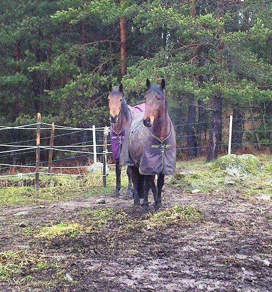 Rasthagar Det största problemet för hästgårdar är att rasthagar inte sköts som de ska. Om hagen är gräsbeväxt, trampas den upp fort vilket ökar hästars skaderisk men även växtnäringsläckaget.