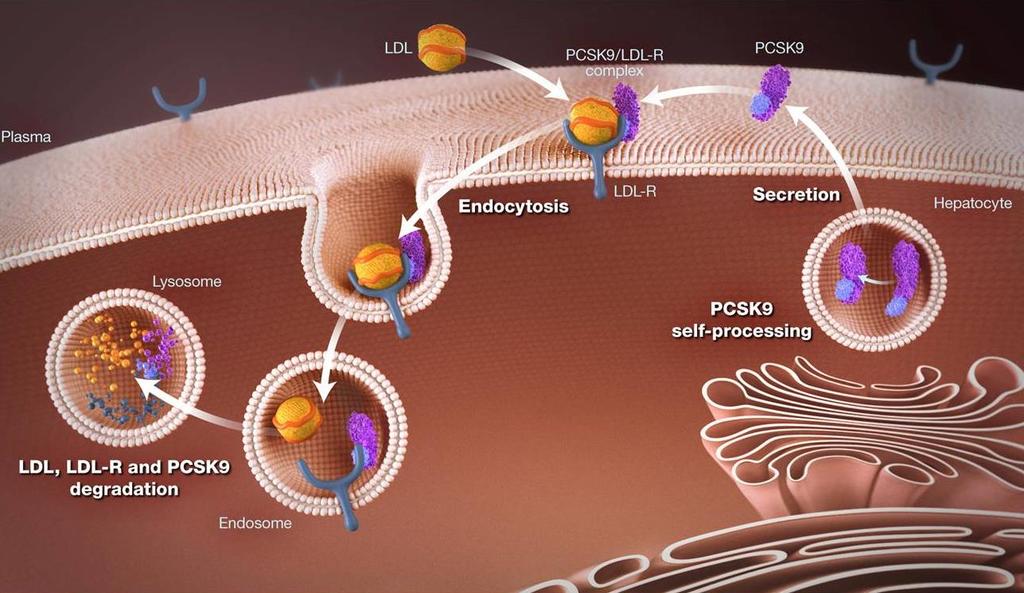 SC-NB-AMG145-00020-MAR2017 Background Proprotein convertase subtilisin/kexin type 9 (PCSK9)