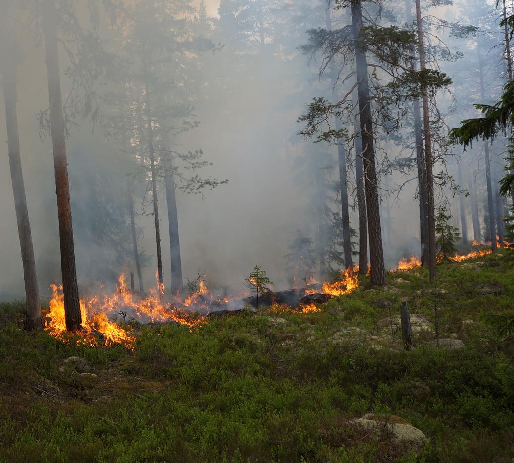 Kompletterande och fördjupande text till Riskhantering avseende brand vid skogsarbete - Branschgemensamma riktlinjer Detta är en kompletterande och fördjupande text till VERSION 1 Innehåll