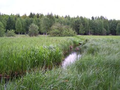 Norrbybäcken/Stora