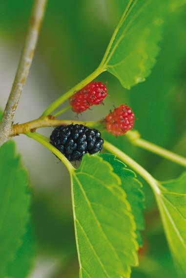 Frukt och bär Text och foto: Helena Åhlund Egenodlad frukt som plockas solmogen direkt från trädet är både godare och nyttigare än de vi köper i affären.
