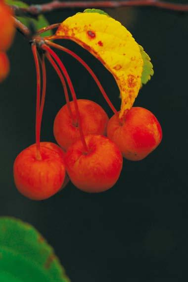 Särskilt känsliga är unga plantor av exotiska växter samt många Prunus- och Sorbusarter. Marktäckning med komposterad och siktad bark är effektivt mot fröogräs, men har det andra effekter?