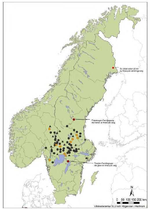 Figur 5. Karta över förekomst av stationära vargar i Skandinavien under inventeringssäsongen 2014/15.