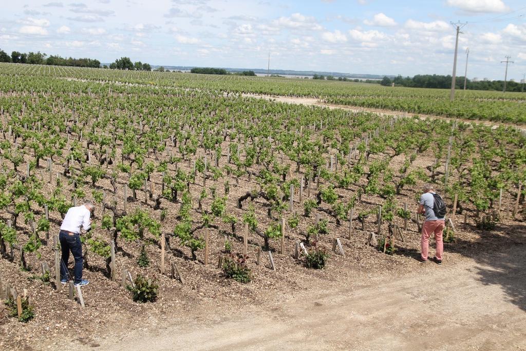 DRUVSORTER I BORDEAUX Blå druvsorter, 90 % (2014) 65 % merlot 23