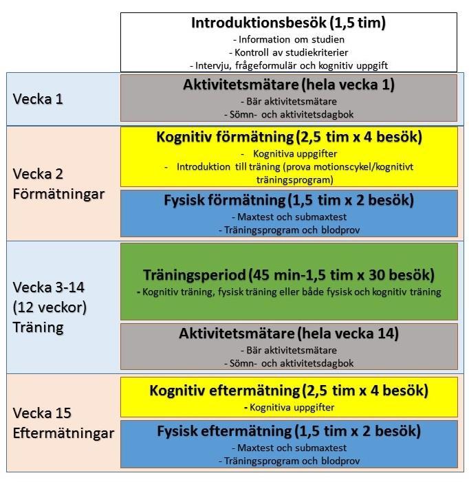 För- och eftermätningar Både innan och efter träningsperioden kommer vi att genomföra omfattande mätningar av dina kognitiva och fysiska förmågor.