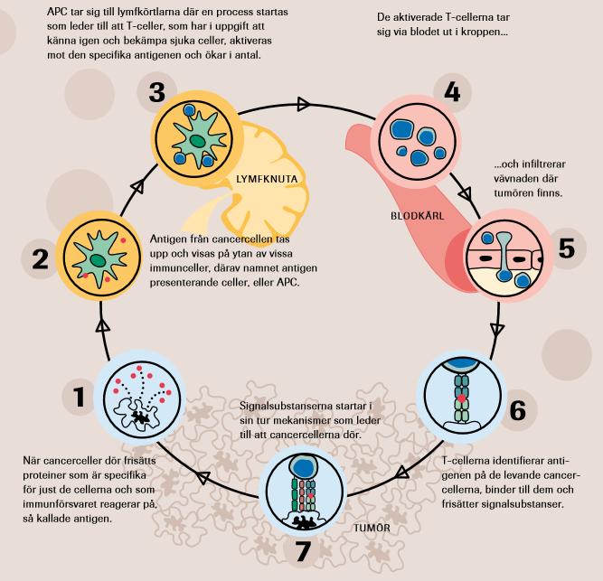 Hur bekämpar immunförsvaret cancer? Det kan illustreras med den så kallade som åskådliggörs i figuren nedan.