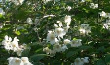 Cotoneaster dammeri