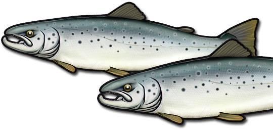 Pengar att söka för fiskevård 2017 Sportfiskarnas fiskevårdsfond Sportfiskarna delar årligen ut pengar ur Sportfiskarnas fiskevårdsfond.