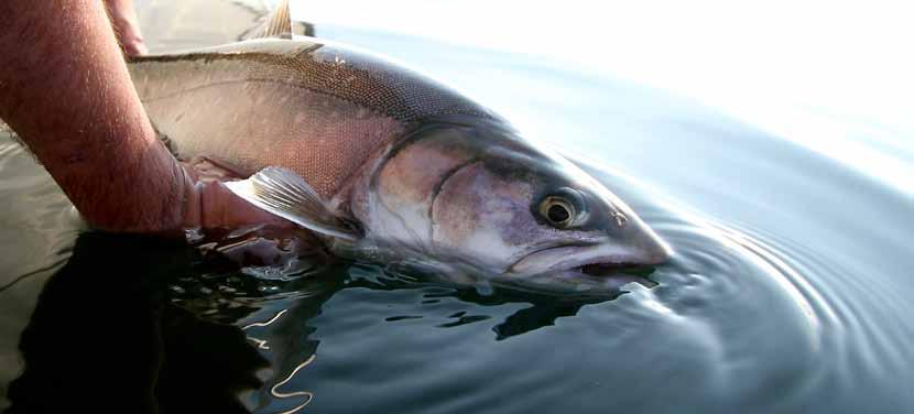 rapala proguide PRO GUIDE Stefan Källan Källström Jag är en allroundfiskare som lagt mycket tid på trollingfiske