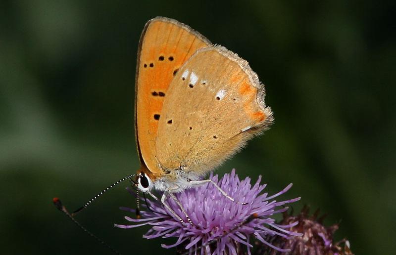 Klimatförändringars effekt på den biologiska mångfalden i odlingslandskapets gräsmarker Klimatförändringarna innebär att många hotade arter får ett större potentiellt utbredningsområde, men det är