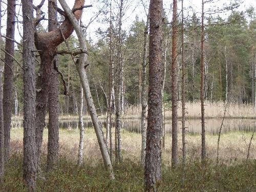 Snett upp till höger finner du nu grunderna efter en gruvkammare (9). Stugan hade flyttats hit från Lilla Bredsjönäs. I denna lilla stuga bodde bl.a. Johanna Andersson, född 1848, döva Johanna kallad.