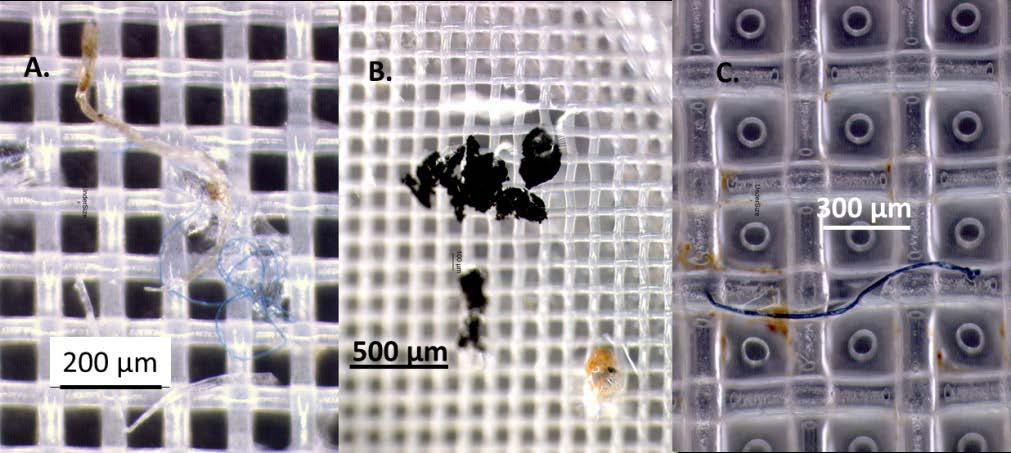 Figur 6. Förekomst av olika kategorier av plastpartiklar 20 µm i sediment Figur 7.