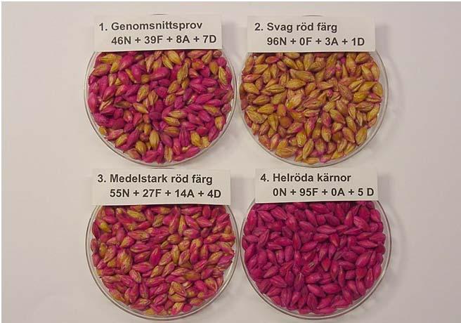 1,85 kr / kg frö. Korr. för oljehalt: 0,25 kr / dt / 0,1 % olja; vid 40 % = 0 kr i tillägg. Korr. för klorofyllhalt: 0,40 kr / dt / 1 ppm; om över 20 ppm = avdrag.