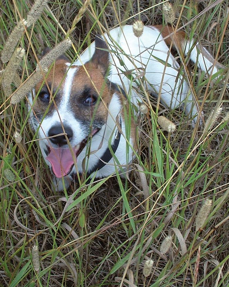 Tillstånd för verksamhet med hund ( 16