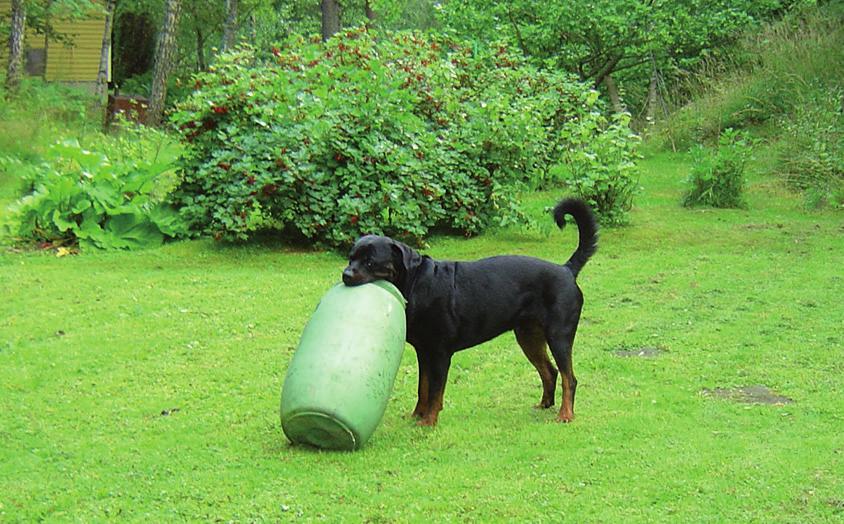 Foto: Peter Alsing Beskrivning av hur länge en hund vanligen är i jourhem och om det finns några tidsbegränsningar.