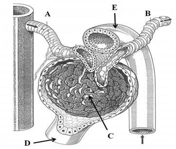 Njurar, västkebalans & syra-bas (MC) 34. Den schematiska figuren nedan illustrerar en viktig del av nefronet. Namnge den markerade strukturen i figuren (E). (1p) E: TAL 35.