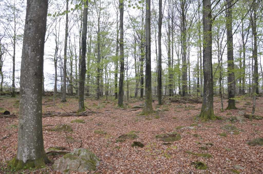 Hörby Killhult 2:19 del av Om Skog & Lantbruk Skog & Lantbruk är ett rådgivningsföretag som arbetar med följande tjänster