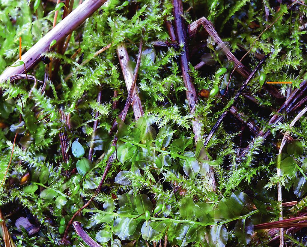 Notera sprötet på locket (pil). Sporophytes of Rhynchostegium megapolitanum. 6 Våra fyra arter har mycket olika utseende och kan knappast för växlas med varandra.