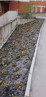 Perennplanteringar kan ha en högre mullhalt, medan gräsytor klarar en mullhalt som är lägre än 2 viktprocent. Under 400 mm djup ska mullhalten alltid vara lägre än 2 viktprocent.
