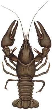 Art och biotopfakta Kräftdjur i Sverige och världen Flodkräftan är det enda sötvattenslevande tiofotade kräftdjur (Decapoda) som förekommer naturligt i Sverige.