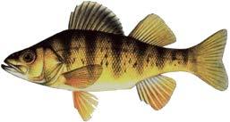 Fish are made of trees Increase with input of coloured terrestrial OM Use of terrestrial OM can not compensate for negative effects Terrestrial reliance (%) 100 80 60 40 20 0 This study