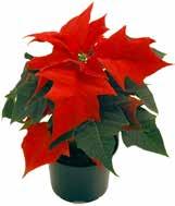 Amaryllis 12 cm kruka