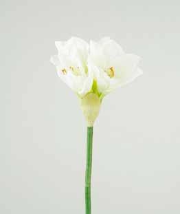 Bukett Amaryllis
