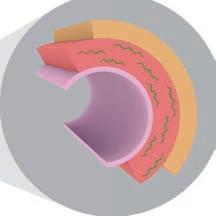 10 HJÄRT-LUNGFONDEN A B C Bilden visar ett blodkärl i genomskärning. Det innersta skiktet ligger mot blodbanan och kallas intiman (A).