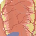 Delen ovanför diafragma kallas thorakala aorta och delen nedanför