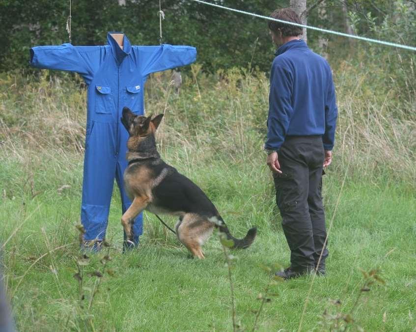 i vissa raser Mer frekvent hos vissa hundtyper inom rasen Går det att förklara med traditionella mentalitetsbegrepp?