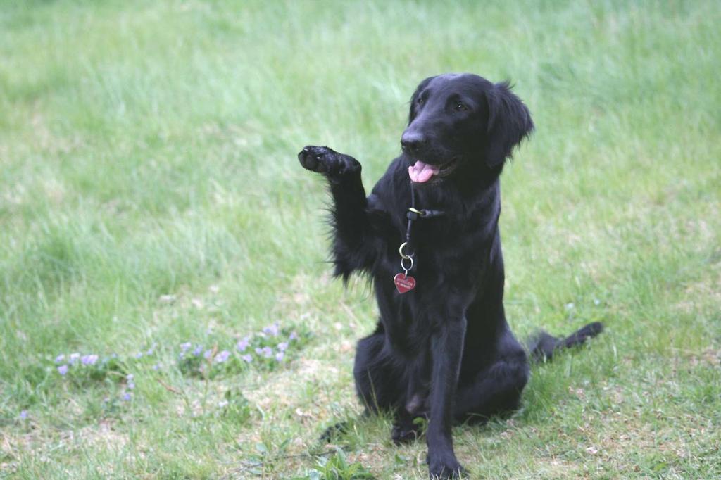 aktiv hund Känslig