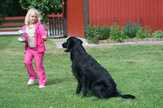 ihop med en känsla? Trygg med hundar och människor?