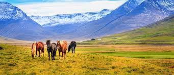 olika arrangemang: 1. Kongress 2015 - den 30 oktober-1 november i Köpenhamn 2. De Nordiske Hospitals Lege 2016 - den 9-12 juni i Reykjavik 3. Nordiske Skidager 2017 - den 5-9 april på Beitostölen 1.