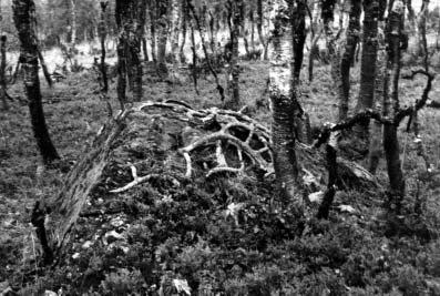 Arbetsområdet Släppträsk/Vindelälven Förväntningarna var stora på att hitta fångstgropar på de stora tallhedarna intill Vindelälven.