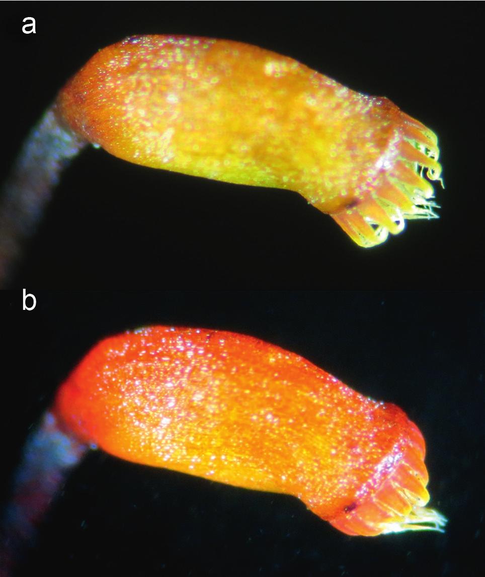 figur 5. En sporkapsel av stor gräsmossa Brachythecium rutabulum där peristomtänderna är öppna vid låg luftfuktighet (a) och stängda vid hög luftfuktighet (b). foto: Victor Johansson.