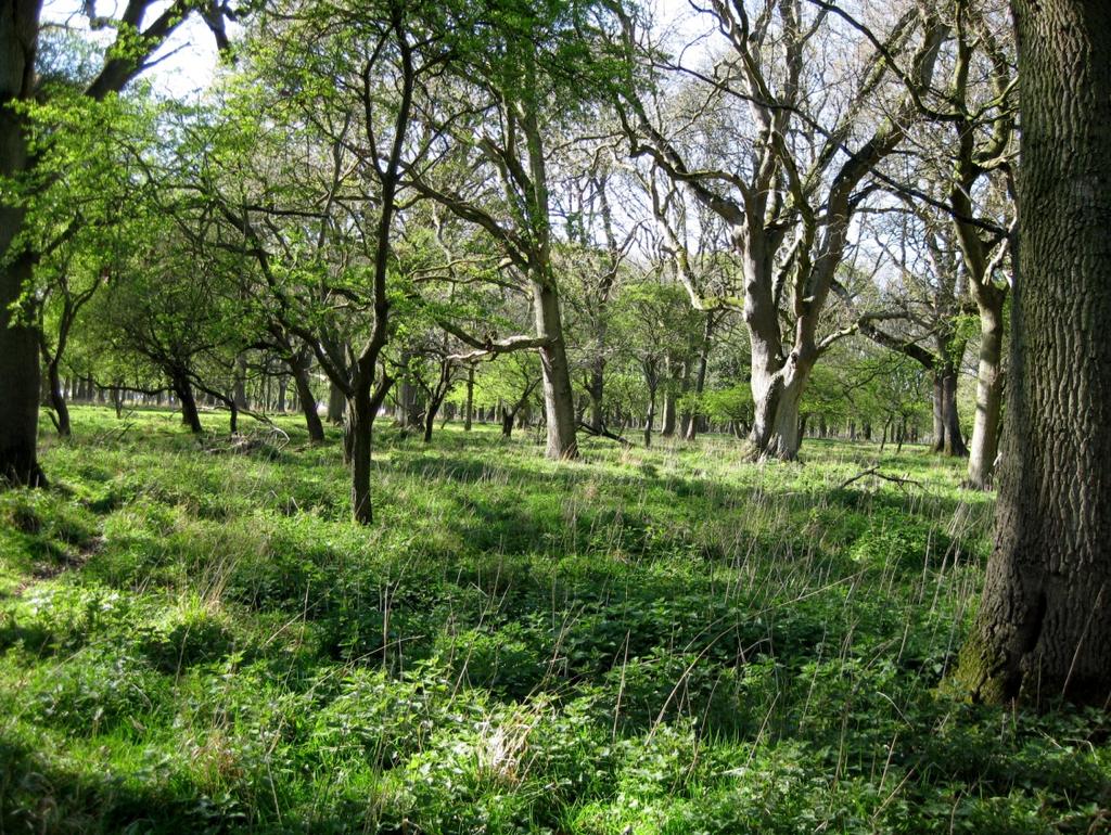 Institutionen för ekologi Träd och buskar i naturbetesmarker Miljöstödens effekt på den biologiska mångfalden Trees and shrubs in agri-environmental schemes The impact of