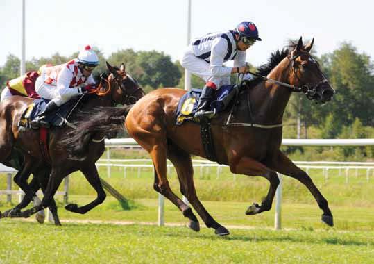 Breeders Trophy Mile Breeders Trophy Stayer Duke of Burden Pink Star (t v), huvud bakom Appelina Breeders Trophy Mile har 300.000 kr i prissumma och alla får pengar!