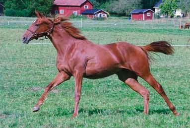 ANNONS ANNONS Vad hände efter att Bloomers inköpts 1974? 1. Hennes åring såldes på Doncasterauktionen 1975 för toppriset till Ryan Price. Det öppnade den internationella dörren för oss. 2.
