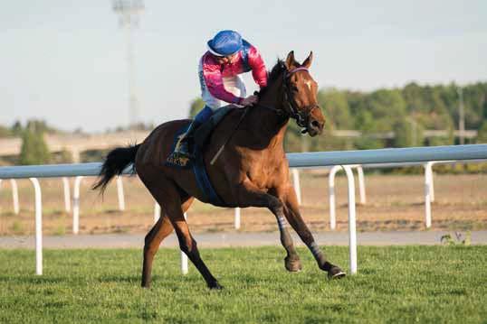 Breeders Trophy Classic Som vanligt är Breeders Trophy Classic ett fantastiskt lopp, men frågan är om det inte är bättre och jämnare än på länge.