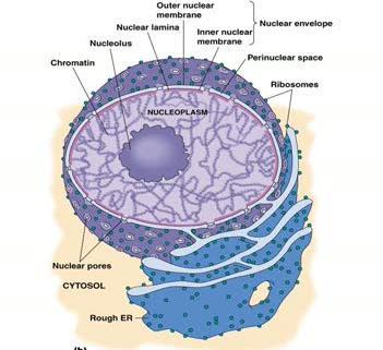 Cellkärnan Kärnmembran med porer (hål för mrna) Kromatintrådar (tätt