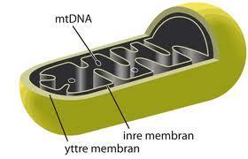 Mitokondrien Cellandning Glukos + syre ATP/Värme + koldioxid + vatten Två cellmembran Inre membran