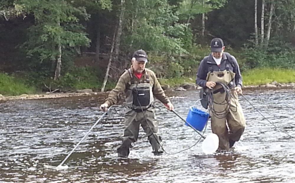 hemsida www.laxälvar.se. Data från elfiskena används också av ICES för analys av lax- och öringstammarnas status. Elfiske vid Kodalsforsen. Elfiskaren manövrerar både håv och elstav.