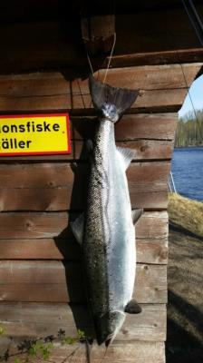 - Rotationsfiske gäller enligt: ett kast, ett steg. - All fisk som inte krokats i munnen (inifrån och ut) skall återutsättas, död eller levande. - Spinn/haspelfiske med sänke är förbjudet (t.ex.