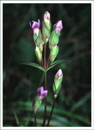 FÄLTGENTIANA Bakgrund Fältgentiana är en rödlistad växt placerad i kategorin Sårbar (VU).