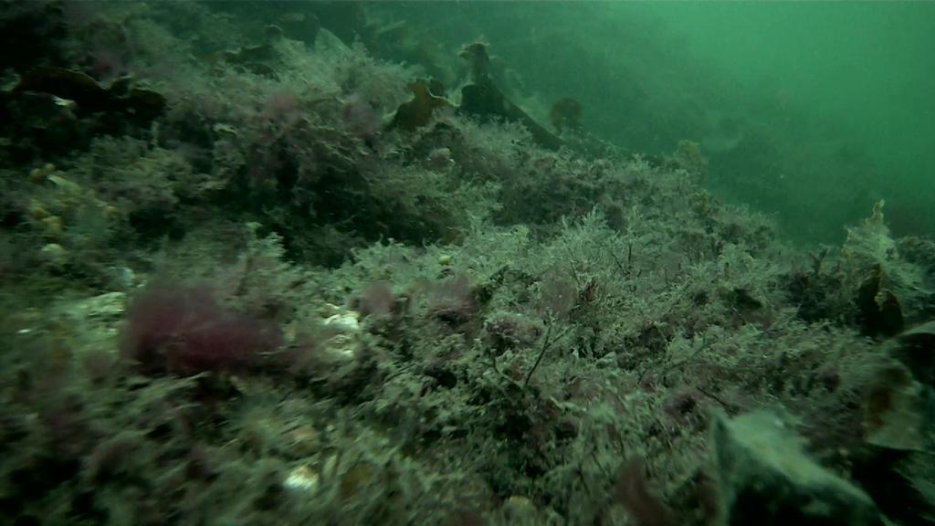 Figur 8. Makroalger inom Rivö fjord (Station Rivö 1). På bilden t.v. syns ett rödalgsbälte och på bilden t.h. ett bälte av skräppetare (Saccharina latissima).