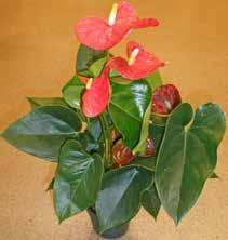 pris 139:- Amaryllis i