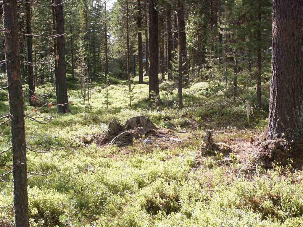 Utredning av Sveriges Lantbruksuniversitet leder fel på grund av bristande vetenskapliga metodik. Mats Hagner 2012-12-03 Foto 1.