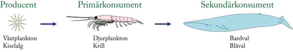 Näringskedjor visar: - vem som